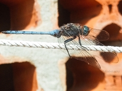 Orthetrum guineense