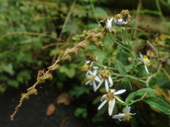 Agrimonia pilosa