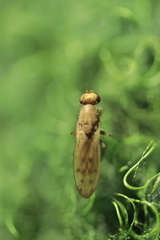 Opomyza