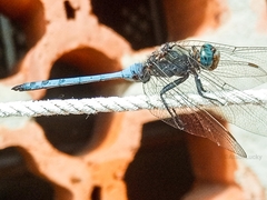 Orthetrum guineense