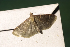 Hypsopygia glaucinalis
