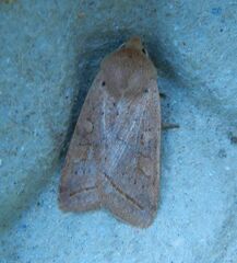 Agrochola macilenta