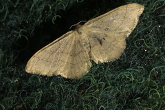 Idaea straminata