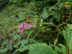 Impatiens textorii