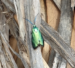Pollanisus viridipulverulenta