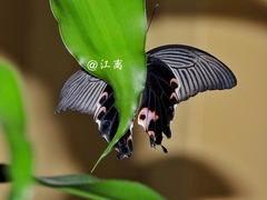 Papilio protenor