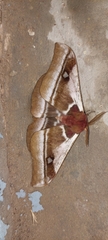 Bunaea alcinoe