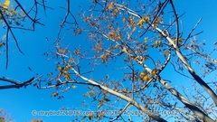 Toxicodendron vernicifluum