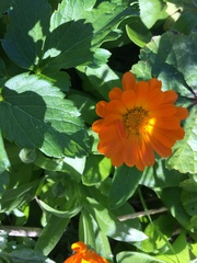 Calendula arvensis