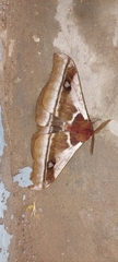 Bunaea alcinoe