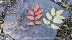 Toxicodendron vernicifluum