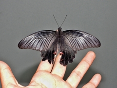 Papilio protenor