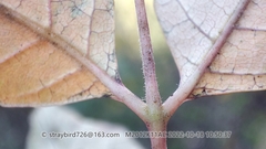 Toxicodendron vernicifluum