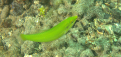 Halichoeres chloropterus