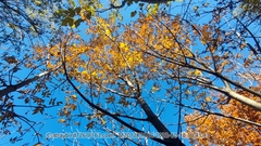 Toxicodendron vernicifluum