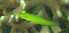 Halichoeres chloropterus