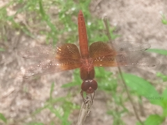 Brachythemis lacustris