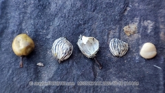 Toxicodendron vernicifluum