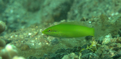 Halichoeres chloropterus
