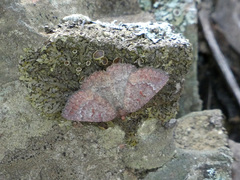 Apodasmia rufonigraria