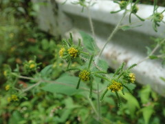 Sigesbeckia pubescens