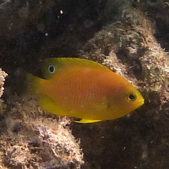 Pomacentrus amboinensis