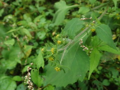 Sigesbeckia pubescens