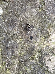 Psychodidae