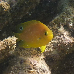 Pomacentrus amboinensis