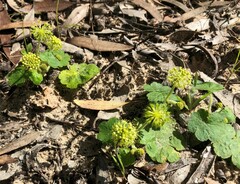 Hydrocotyle laxiflora