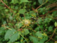 Geum japonicum
