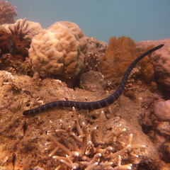 Emydocephalus annulatus