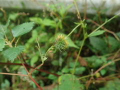 Geum japonicum