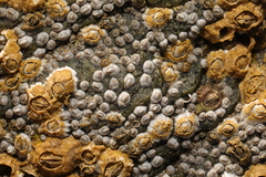 Semibalanus balanoides