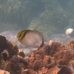 Chaetodon vagabundus