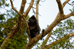 Trachypithecus cristatus