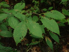 Acer carpinifolium
