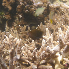 Cheiloprion labiatus