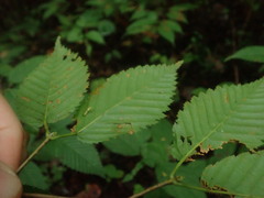 Acer carpinifolium