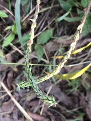 Achyranthes