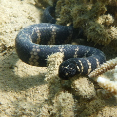 Emydocephalus annulatus