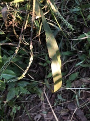Achyranthes