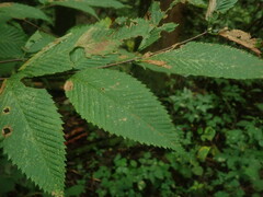 Acer carpinifolium