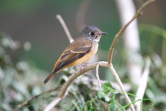 Muscicapa ferruginea