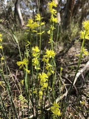 Glischrocaryon behrii