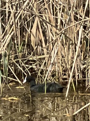 Fulica cristata