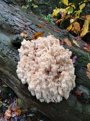 Hericium cirrhatum