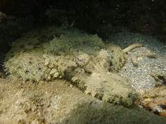 Cymbacephalus beauforti