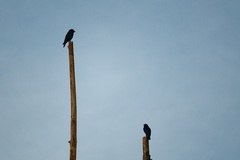 Eurystomus orientalis