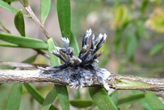 Septobasidium clelandii